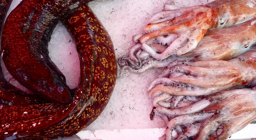 Argentine shortfin squid